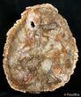 Large inch Petrified Wood Slab - Madagascar #2752-1
